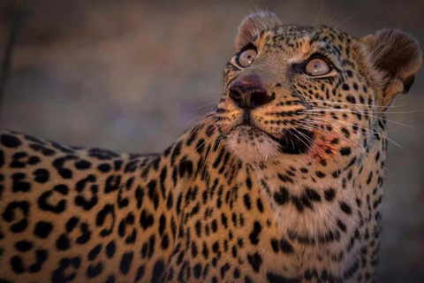 Victoria falls: Safari noturno com jantar de 3 pratos no mato