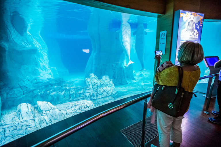 Valence : billet pour l’OceanogràficNon remboursable : billet d'entrée à l'Oceanogràfic