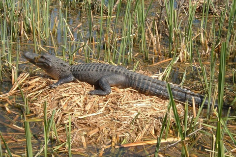 New Orleans: Honey Island Swamp Boat Tour with a Guide Tour with Meeting Point