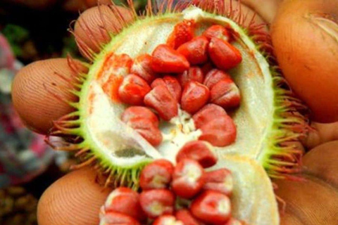 Spice Farm, Jozani Forest Red Colobus Monkeys & Salaam Cave Private Tour with Hotel Transfer (Entry Fees Not Included)