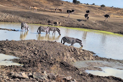 Nairobi National Park Half-Day Game Drive With Free Pick Up