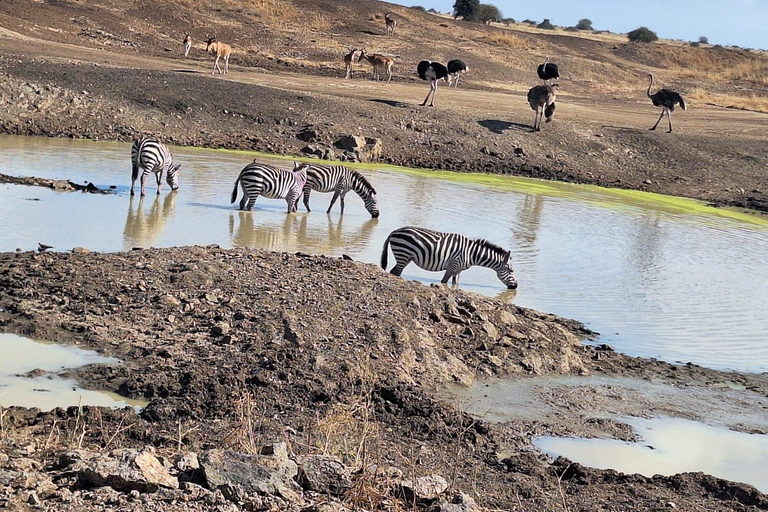 Nairobi National Park Half-Day Game Drive With Free Pick Up