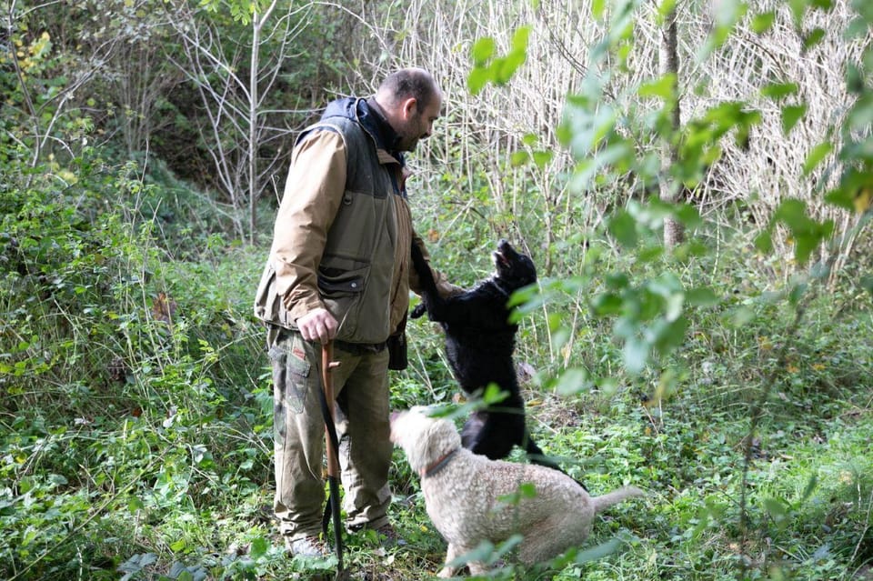 Siena - Truffle hunting in the Sienese woods with tasting | GetYourGuide