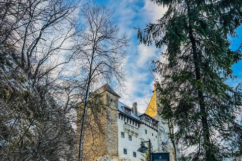 Brașov: Bear Sanctuary and Bran Castle With Tickets