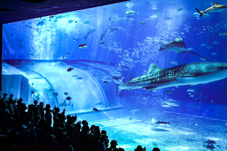 Kumejima : aquarium Churaumi d&#039;Okinawa, Manzamo, parc de l&#039;ananasBanque SMBC Shinjuku West Exit 9h30 (week-end et jours fériés 8h30)