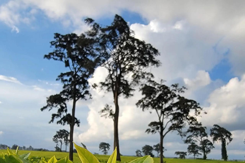 Nairobi: Tea Farm Photography Tour with Tasting