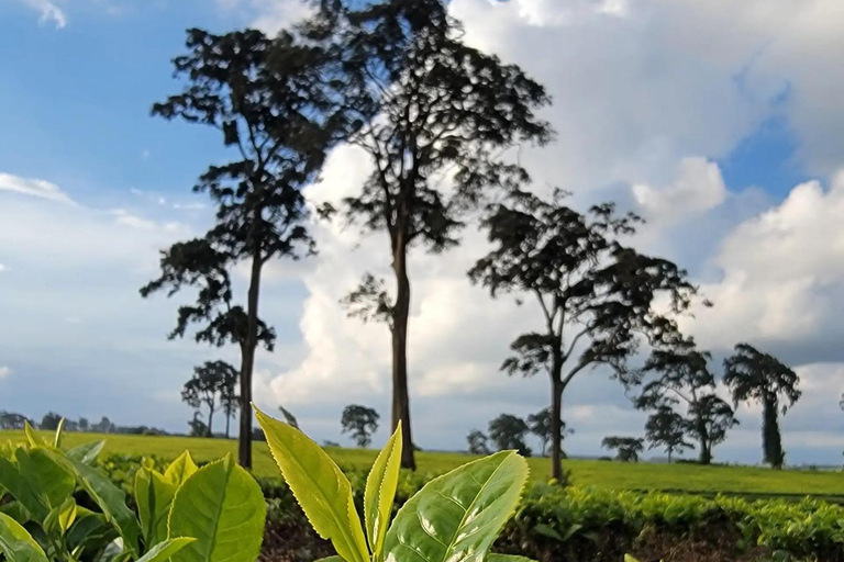 Nairobi: Tea Farm Photography Tour with Tasting