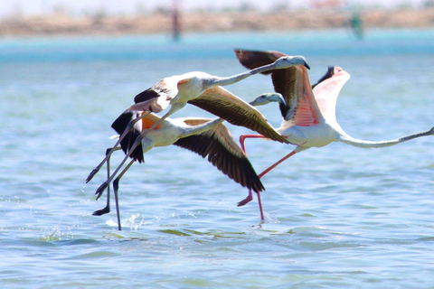 Al Khor: Kajakpaddling i mangroveskogen
