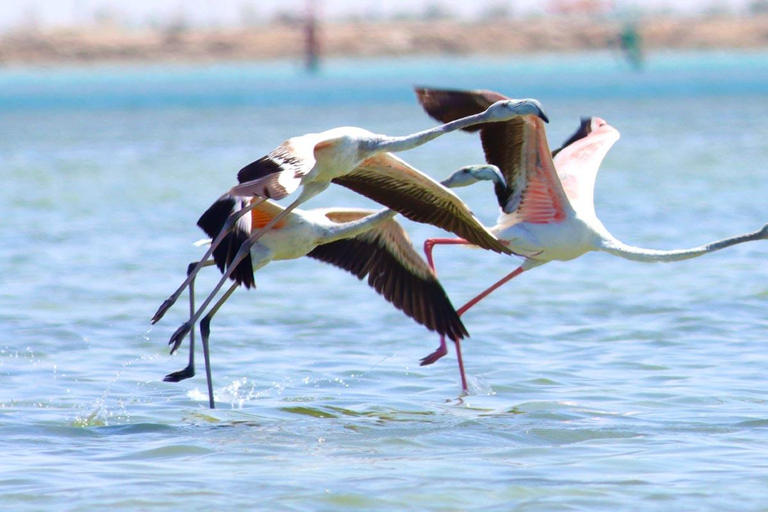 Al Khor: Kajakpaddling i mangroveskogen