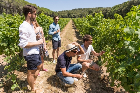 Ab Aix-en-Provence: Weintour in der Landschaft von CezanneWeinverkostung in Cezanne: Nachmittag