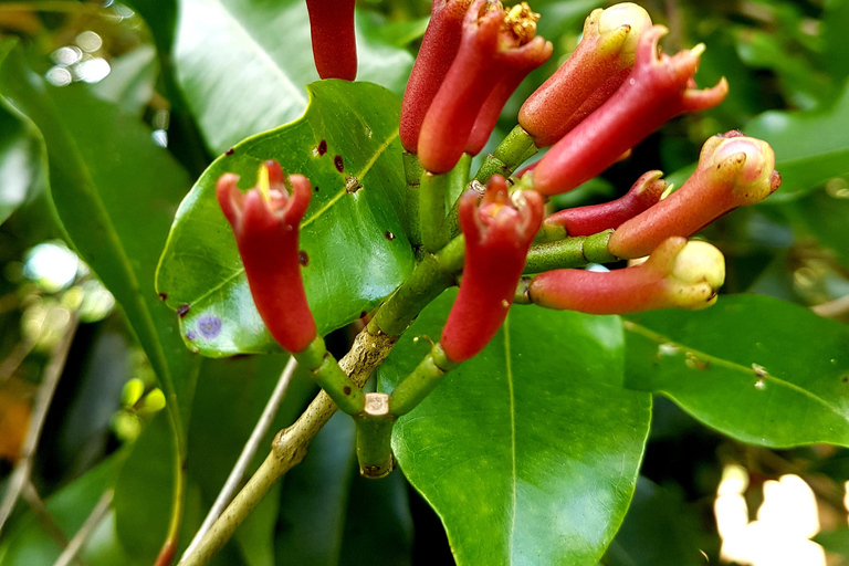 Zanzibar full day Jozani forest + Spice farm and stone town