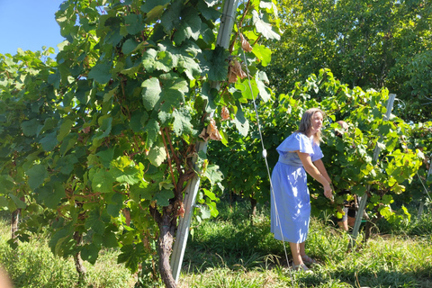San Sebastian: Private Txakoli bodega (Hondarribia/Getaria)