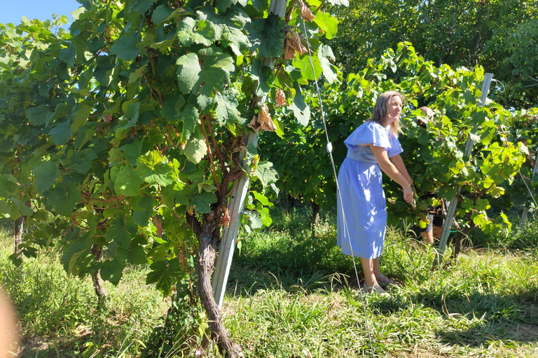 San Sebastian: Private Txakoli bodega (Hondarribia/Getaria)
