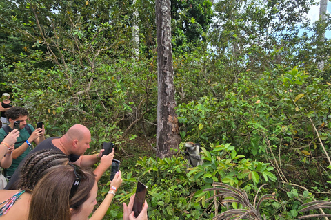 Zanzibar : visite guidée du parc national de la forêt de Jozani