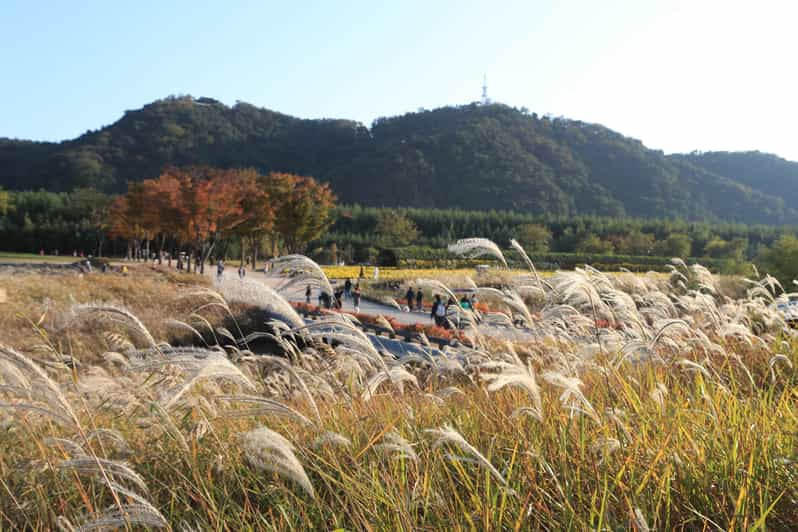 Busan: Ulsan Taehwa River Garden Autumn Foliage Day Tour | GetYourGuide