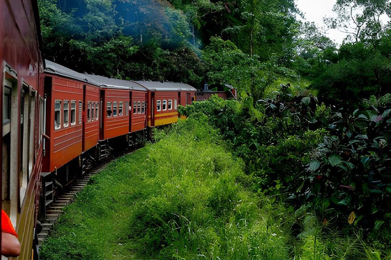 Ella to Ambewela Scenic Train Ride Ella to Ambewela train ride on (Train № 1005/1015)