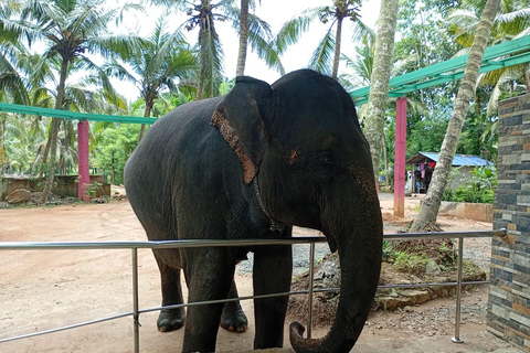 Colombo to Kandy Full-Day Private Tour Experience