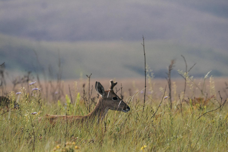 From São Paulo: 5-Day Serra da Canastra Wildlife Safari