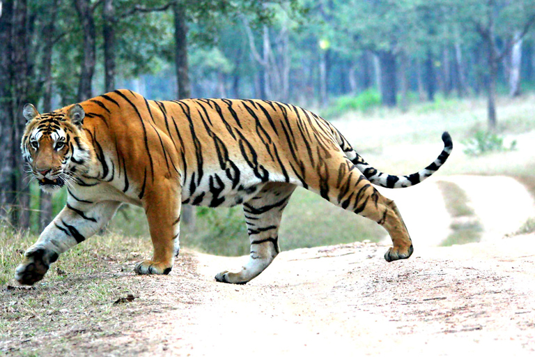 Chitwan 1 Night 2 Day Wildlife Adventure