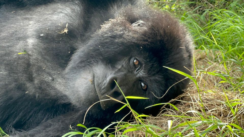 乌干达大猩猩追踪一日游，姆加欣加大猩猩国家公园| GetYourGuide