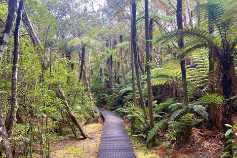 Från Auckland: Waitomo-grottan och Orakei Korako Gruppdagstur