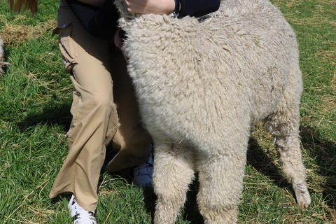 From Christchurch: Alpaca Farm Tour with Feeding and Guide