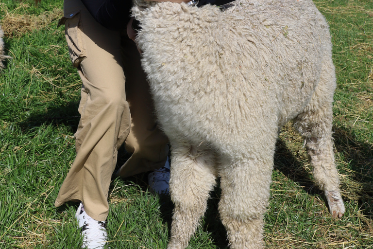 From Christchurch: Alpaca Farm Tour with Feeding and Guide