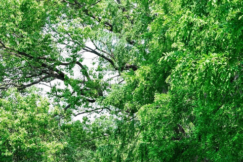 Shanghai: Sheshan Hill Private Tour with Hotel Pickup