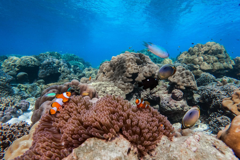 Khao Lak: Tour di snorkeling delle isole Surin con il villaggio Moken