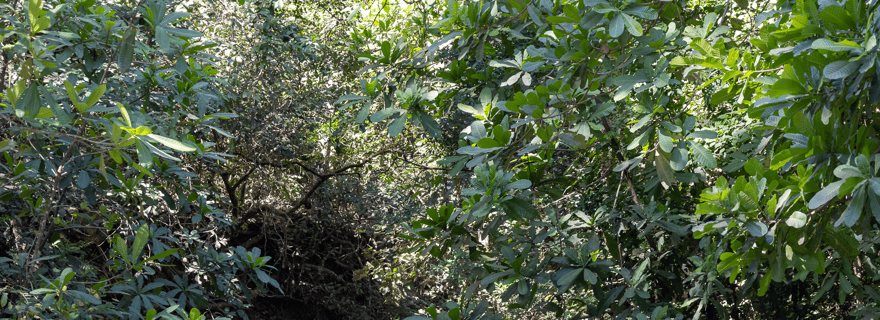 Guanacaste : Défi VTT-Quad tout-terrain