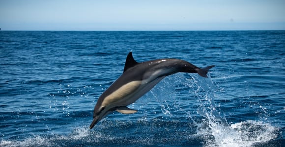 Sesimbra: Arrábida Dolphin and Whale Watching with Biologist