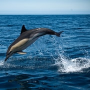 Sesimbra: Arrábida Dolphin and Whale Watching with Biologist