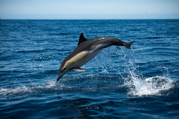 Sesimbra: avvistamento di delfini e balene ad Arrábida con un biologo