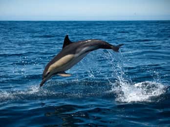 Sesimbra: Arrábida Tour en barco para avistar delfines con biólogo