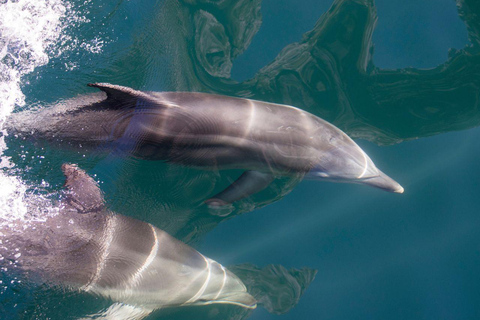 Milford Sound: Entdecke mehr auf unserer längsten FahrtMilford Sound: Discover More on our Longest Cruise