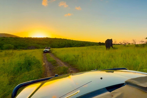 Rhino Guardians Safari: A Guided Conservation Game Drive