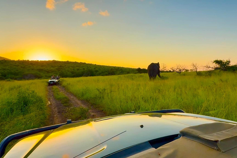 Rhino Guardians Safari: A Guided Conservation Game Drive