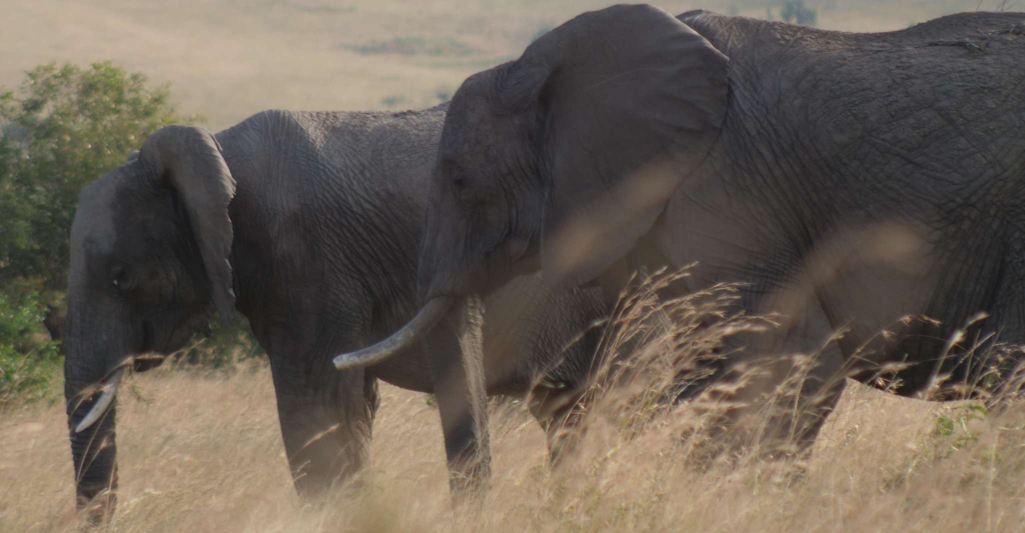 2 Gün 1 Gece Amboseli Safari - Hizvo