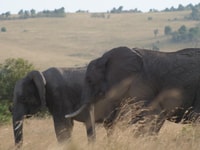 2 jours 1 nuit Amboseli Safari - Hizvo