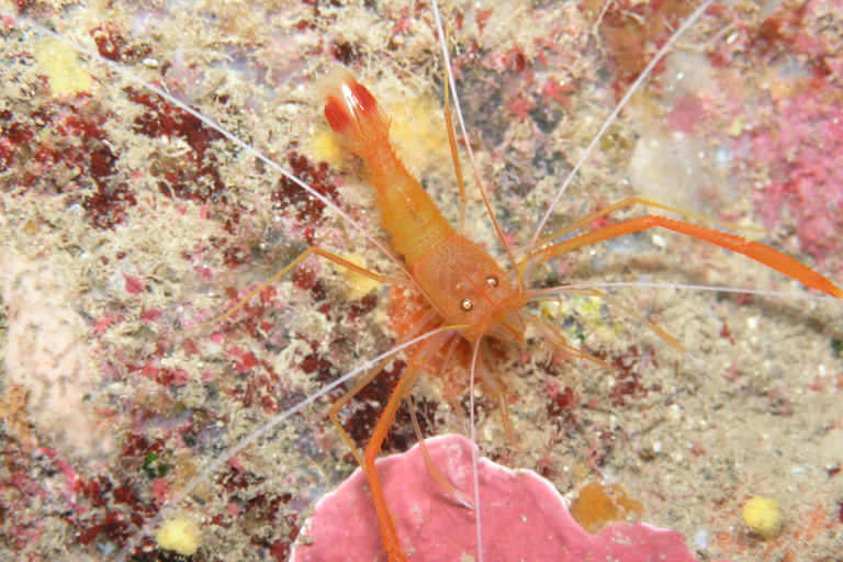 Desde Chania: buceo para principiantes