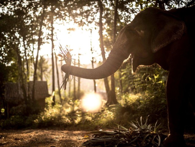 Visit Khao Sok Unique Dusk Ethical Elephant Sanctuary Experience in Phang Nga
