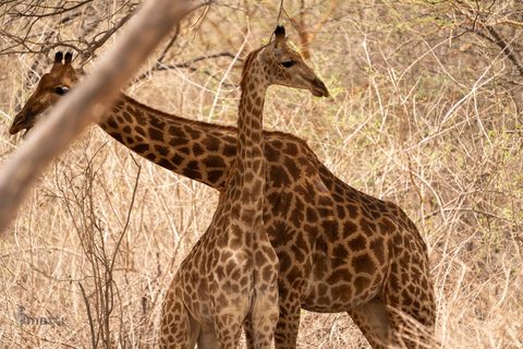 Safari z lwami i przejażdżka po rezerwacie BandiaSafari z lwami i przejażdżka łodzią w Bandii