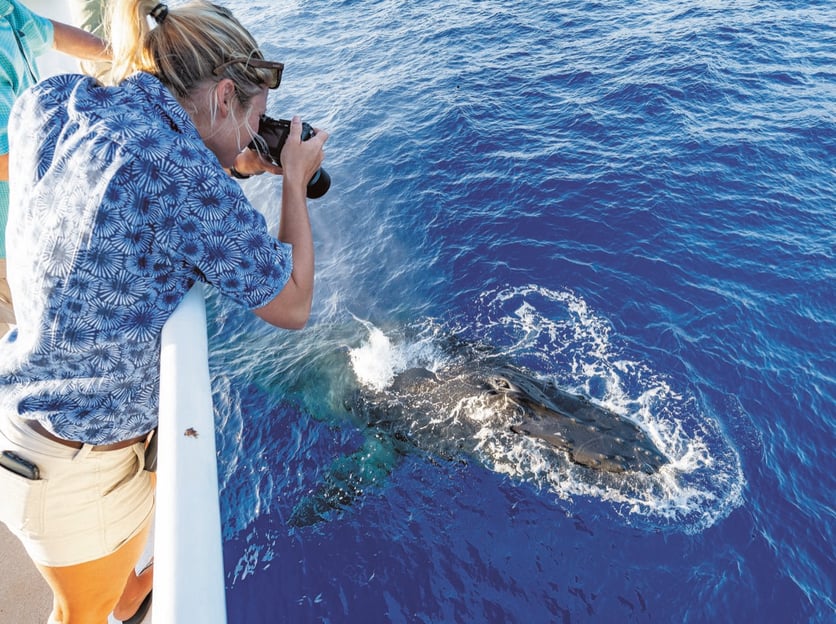 Oahu: Whale Watching Excursion from Ala Wai Harbor