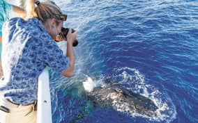 Honolulu: Oahu Whale Watching Boat Tour