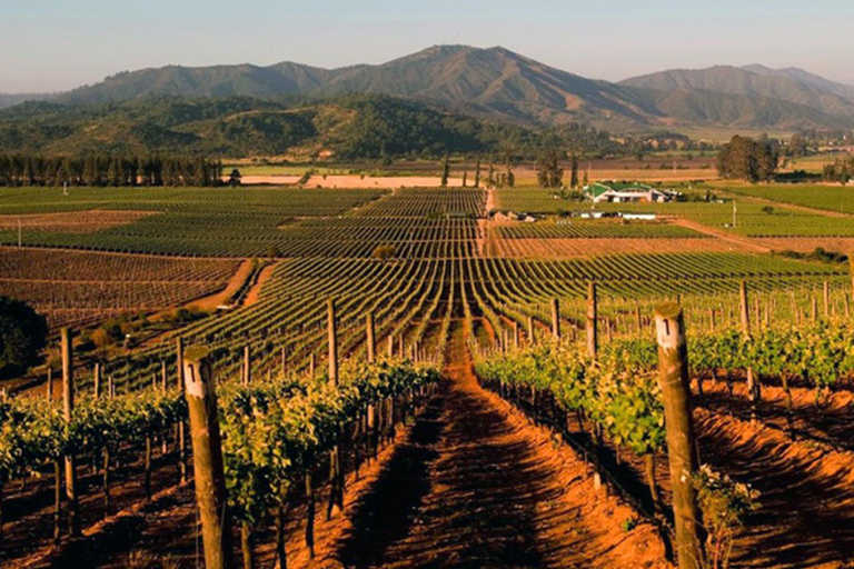 Vins de classe mondiale de Casablanca, visite de 4 vignobles