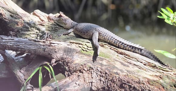 Bentota: River Safari with Hotel Pickup and Drop-Off