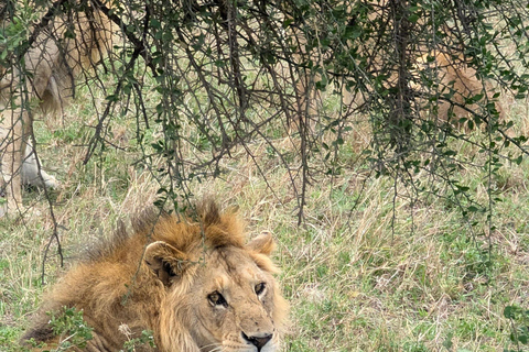 Tansania Wild Explorer