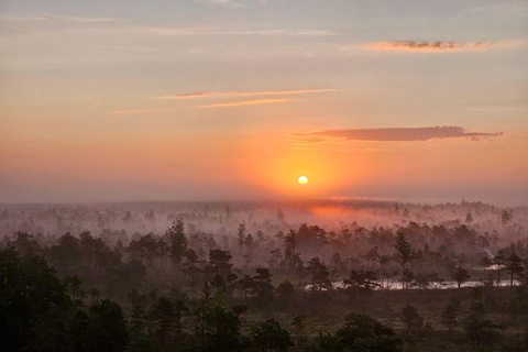Ķemeri Great Bog With Optional Sunrise & Jūrmala Visit Ķemeri Bog Shared Small Group Tour
