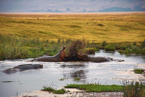 Safari de 3 días en camping por el Serengeti y el cráter del Ngorongoro