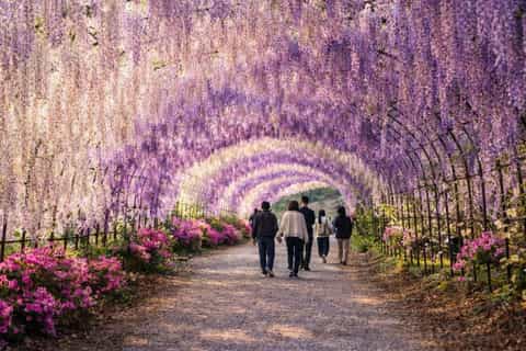 The best Ashikaga Flower farms & festivals 2026 - Free cancellation |  GetYourGuide
